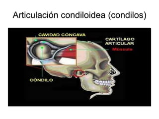 Articulación condiloidea (condilos)
 