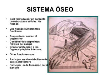 SISTEMA ÓSEO
•   Está formado por un conjunto
    de estructuras sólidas: los
    huesos

•   Los huesos cumplen tres
    funciones:

-   Proporcionar sostén al
    organismo
-   Constituir los segmentos
    móviles del cuerpo
-   Brindar protección a los
    órganos y tejidos internos.

•   Otras funciones son:

-   Participar en el metabolismo del
    calcio, del fósforo
-   Participar en la formación de la
    sangre
 