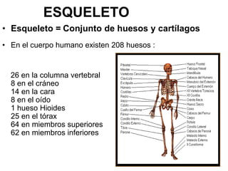 ESQUELETO
• Esqueleto = Conjunto de huesos y cartílagos
• En el cuerpo humano existen 208 huesos :


  26 en la columna vertebral
  8 en el cráneo
  14 en la cara
  8 en el oído
  1 hueso Hioides
  25 en el tórax
  64 en miembros superiores
  62 en miembros inferiores
 