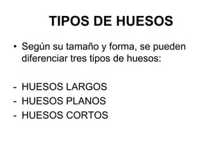 TIPOS DE HUESOS
• Según su tamaño y forma, se pueden
  diferenciar tres tipos de huesos:

- HUESOS LARGOS
- HUESOS PLANOS
- HUESOS CORTOS
 
