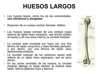 HUESOS LARGOS
• Los huesos largos, como los de las extremidades,
  son cilíndricos y alargados.

• Disponen de un cuerpo central, llamada diáfisis

• Los huesos largos constan de una corteza (capa
  externa de tejido óseo compacto que brinda solidez
  al hueso) y de una zona interna, la cavidad medular.

-   La corteza está revestida por fuera por una fina
    lámina de tejido conjuntivo y óseo llamada periostio,
    y por dentro, por una lámina de tejido óseo
    denominada endosito.
-   La cavidad medular de los extremos óseos está
    rellena de un tejido óseo esponjoso, que es poco
    denso.
-   En las zonas centrales de los huesos, la cavidad
    medular alberga un tejido distinto: la médula ósea
    tejido fabrica glóbulos rojos y blancos
 
