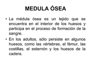 MEDULA ÓSEA
• La médula ósea es un tejido que se
  encuentra en el interior de los huesos y
  participa en el proceso de formación de la
  sangre.
• En los adultos, sólo persiste en algunos
  huesos, como las vértebras, el fémur, las
  costillas, el esternón y los huesos de la
  cadera.
 