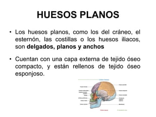 HUESOS PLANOS
• Los huesos planos, como los del cráneo, el
  esternón, las costillas o los huesos iliacos,
  son delgados, planos y anchos

• Cuentan con una capa externa de tejido óseo
  compacto, y están rellenos de tejido óseo
  esponjoso.
 