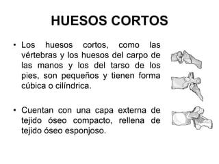 HUESOS CORTOS
• Los huesos cortos, como las
  vértebras y los huesos del carpo de
  las manos y los del tarso de los
  pies, son pequeños y tienen forma
  cúbica o cilíndrica.

• Cuentan con una capa externa de
  tejido óseo compacto, rellena de
  tejido óseo esponjoso.
 