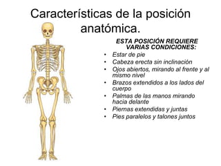 Características de la posición
         anatómica.
                  ESTA POSICIÓN REQUIERE
                      VARIAS CONDICIONES:
             •   Estar de pie
             •   Cabeza erecta sin inclinación
             •   Ojos abiertos, mirando al frente y al
                 mismo nivel
             •   Brazos extendidos a los lados del
                 cuerpo
             •   Palmas de las manos mirando
                 hacia delante
             •   Piernas extendidas y juntas
             •   Pies paralelos y talones juntos
 
