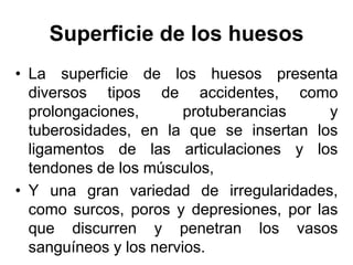 Superficie de los huesos
• La superficie de los huesos presenta
  diversos tipos de accidentes, como
  prolongaciones,       protuberancias    y
  tuberosidades, en la que se insertan los
  ligamentos de las articulaciones y los
  tendones de los músculos,
• Y una gran variedad de irregularidades,
  como surcos, poros y depresiones, por las
  que discurren y penetran los vasos
  sanguíneos y los nervios.
 