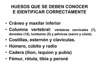 HUESOS QUE SE DEBEN CONOCER
      E IDENTIFICAR CORRECTAMENTE

• Cráneo y maxilar inferior
• Columna vertebral: vértebras                cervicales (7),
    dorsales (12), lumbares (5) y pélvicas (sacro y cóxis)
•   Costillas, esternón y clavículas.
•   Húmero, cúbito y radio
•   Cadera (ilion, isquion y pubis)
•   Fémur, rótula, tibia y peroné
 