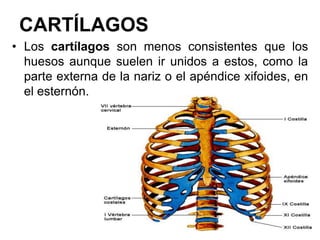 CARTÍLAGOS
• Los cartílagos son menos consistentes que los
  huesos aunque suelen ir unidos a estos, como la
  parte externa de la nariz o el apéndice xifoides, en
  el esternón.
 