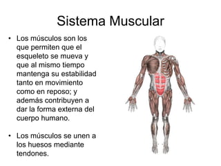 Sistema Muscular
• Los músculos son los
  que permiten que el
  esqueleto se mueva y
  que al mismo tiempo
  mantenga su estabilidad
  tanto en movimiento
  como en reposo; y
  además contribuyen a
  dar la forma externa del
  cuerpo humano.

• Los músculos se unen a
  los huesos mediante
  tendones.
 