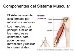 Componentes del Sistema Múscular

• El sistema muscular
  está formado por
  músculos y tendones.
• Los músculos : La
  principal función de
  los músculos es
  contraerse, para
  poder generar
  movimiento y realizar
  funciones vitales.
 