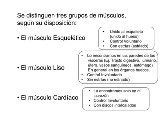 Se distinguen tres grupos de músculos,
según su disposición:
                                     •   Unido al esqueleto
• El músculo Esquelético             •
                                         (unido al hueso)
                                         Control Voluntario
                                     •   Con estrías (estriado)

                        •   Lo encontramos en las paredes de las
                            vísceras (Ej. Tracto digestivo, urinario,
                            útero, vasos sanguíneos, estómago)
• El músculo Liso           En general en los órganos huecos.
                        •   Control Involuntario
                        •   Sin estrías (no estriado)

                             • Lo encontramos solo en el
• El músculo Cardíaco          corazón
                             • Control Involuntario
                             • Con discos intercalados
 
