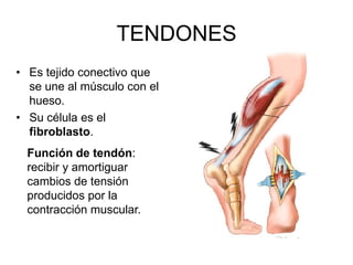 TENDONES
• Es tejido conectivo que
  se une al músculo con el
  hueso.
• Su célula es el
  fibroblasto.
  Función de tendón:
  recibir y amortiguar
  cambios de tensión
  producidos por la
  contracción muscular.
 