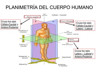 PLANIMETRÍA DEL CUERPO HUMANO

Cruza los ejes
                           Cruza los ejes
Céfalo-Caudal y
                           Céfalo-Caudal y
Antero-Posterior
                           Latero - Lateral




                          Cruza los ejes
                          Latero – Lateral y
                          Antero-Posterior
 