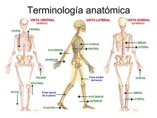 Terminología anatómica
 