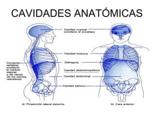 CAVIDADES ANATÓMICAS
 