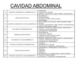 CAVIDAD ABDOMINAL
 