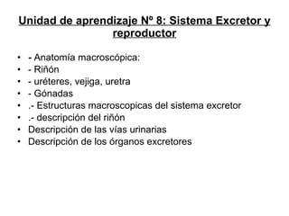 Unidad de aprendizaje Nº 8: Sistema Excretor y reproductor -  Anatomía macroscópica: - Riñón - uréteres, vejiga, uretra - Gónadas .- Estructuras macroscopicas del sistema excretor .- descripción del riñón Descripción de las vías urinarias Descripción de los órganos excretores 