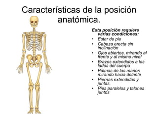 Características de la posición anatómica. Esta posición requiere varias condiciones: Estar de pie   Cabeza erecta sin inclinación   Ojos abiertos, mirando al frente y al mismo nivel   Brazos extendidos a los lados del cuerpo   Palmas de las manos mirando hacia delante   Piernas extendidas y juntas   Pies paralelos y talones juntos 
