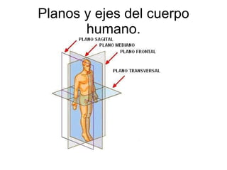 Planos y ejes del cuerpo humano. 
