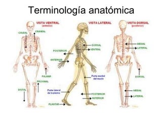 Terminología anatómica 
