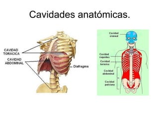 Cavidades anatómicas. 