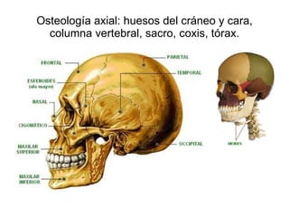 Osteología axial: huesos del cráneo y cara, columna vertebral, sacro, coxis, tórax. 