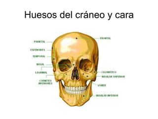 Huesos del cráneo y cara 