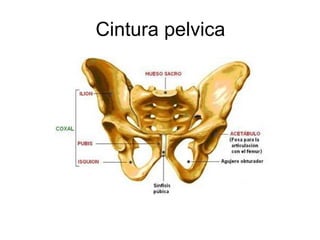 Cintura pelvica 