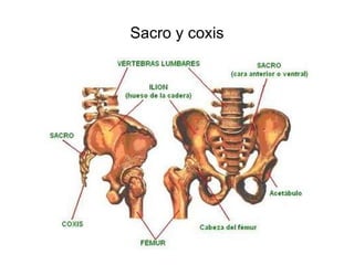 Sacro y coxis 