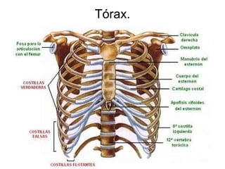 Tórax. 