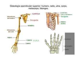 Osteología apendicular superior: humero, radio, ulna, carpo, metacarpo, falanges. ULNA 