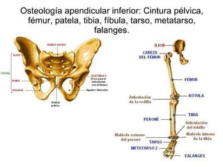 Osteología apendicular inferior: Cintura pélvica, fémur, patela, tibia, fíbula, tarso, metatarso, falanges. 