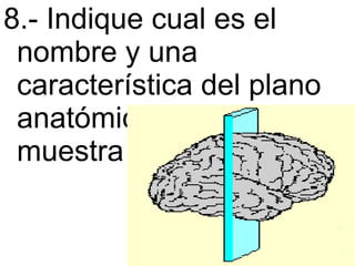 8.- Indique cual es el nombre y una característica del plano anatómico que se muestra en la figura. 