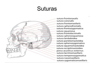 Suturas 