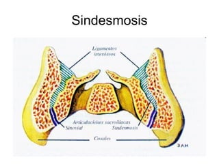 Sindesmosis 