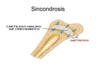 Sincondrosis 