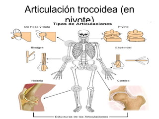 Articulación trocoidea (en pivote) 