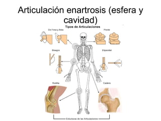 Articulación enartrosis (esfera y cavidad) 
