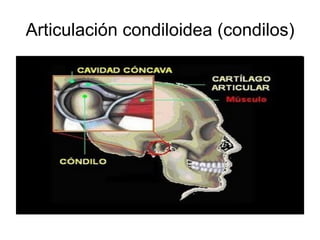 Articulación condiloidea (condilos) 