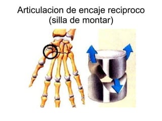 Articulacion de encaje reciproco (silla de montar) 