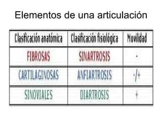 Elementos de una articulación 