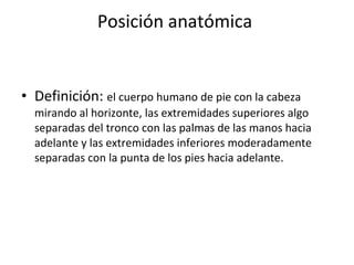 Posición anatómica  Definición:  el cuerpo humano de pie con la cabeza mirando al horizonte, las extremidades superiores algo separadas del tronco con las palmas de las manos hacia adelante y las extremidades inferiores moderadamente separadas con la punta de los pies hacia adelante. 
