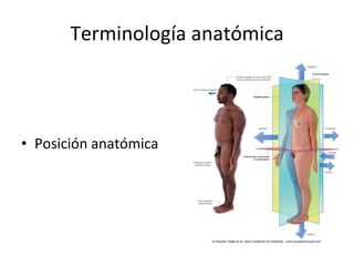Terminología anatómica Posición anatómica  