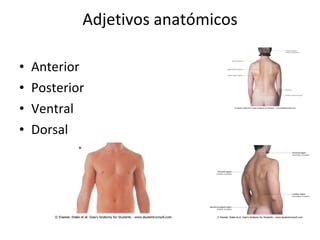 Adjetivos anatómicos Anterior Posterior Ventral Dorsal 