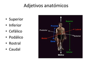 Adjetivos anatómicos Superior  Inferior Cefálico Podálico Rostral Caudal 