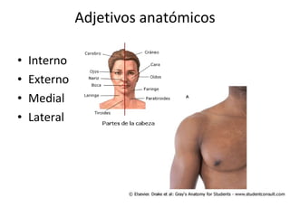 Adjetivos anatómicos Interno  Externo Medial Lateral 
