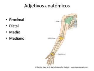 Adjetivos anatómicos Proximal  Distal Medio Mediano 