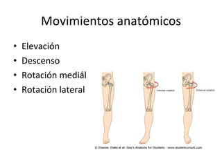 Movimientos anatómicos Elevación Descenso Rotación medial Rotación lateral 