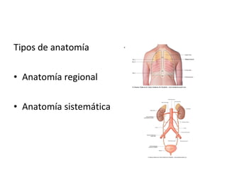 Tipos de anatomía  Anatomía regional Anatomía sistemática 