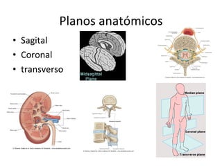 Planos anatómicos <ul><li>Sagital </li></ul><ul><li>Coronal </li></ul><ul><li>transverso </li></ul>